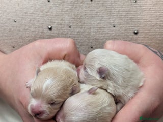 Pomeranian dogs Beautiful pure Pomeranians tiny babys - Advert 11