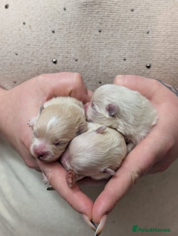 Pomeranian dogs Beautiful pure Pomeranians tiny babys - Advert 13