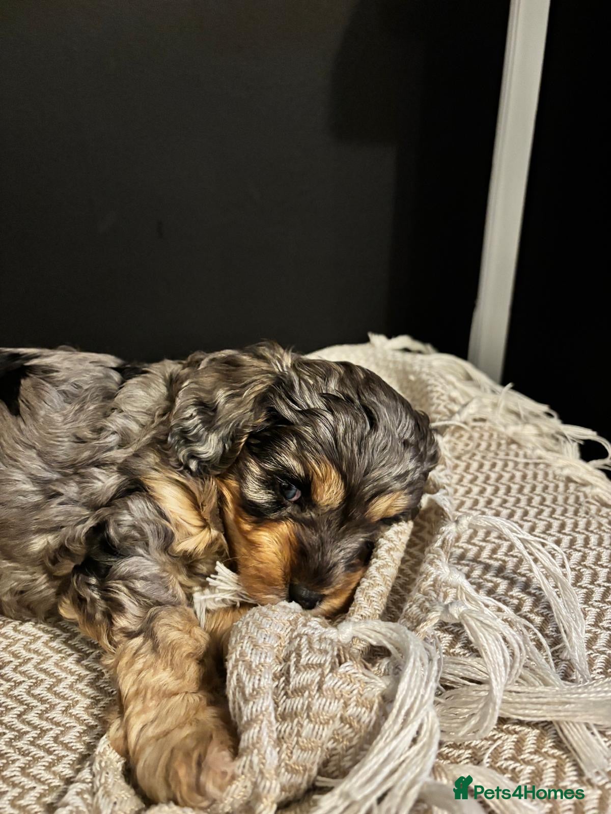 Cavapoo dogs Beautiful Boy Cavapoo Puppies For Sale  - Advert 8