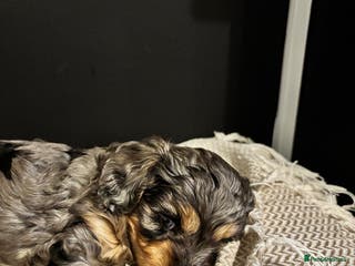 Cavapoo dogs Beautiful Boy Cavapoo Puppy For Sale - Advert 1