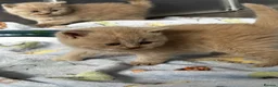British Shorthair cats for sale: Beautiful Lilac British Shorthair, Registered - Advert 9