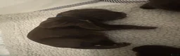 Cocker Spaniel dogs for sale: 6 Liver Cocker Spaniel Puppies - Advert 9