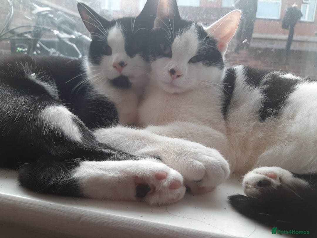 Russian Blue cats for sale: 2 kittens, very playful and loving - Advert 6