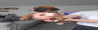 Boxer Puppy 4