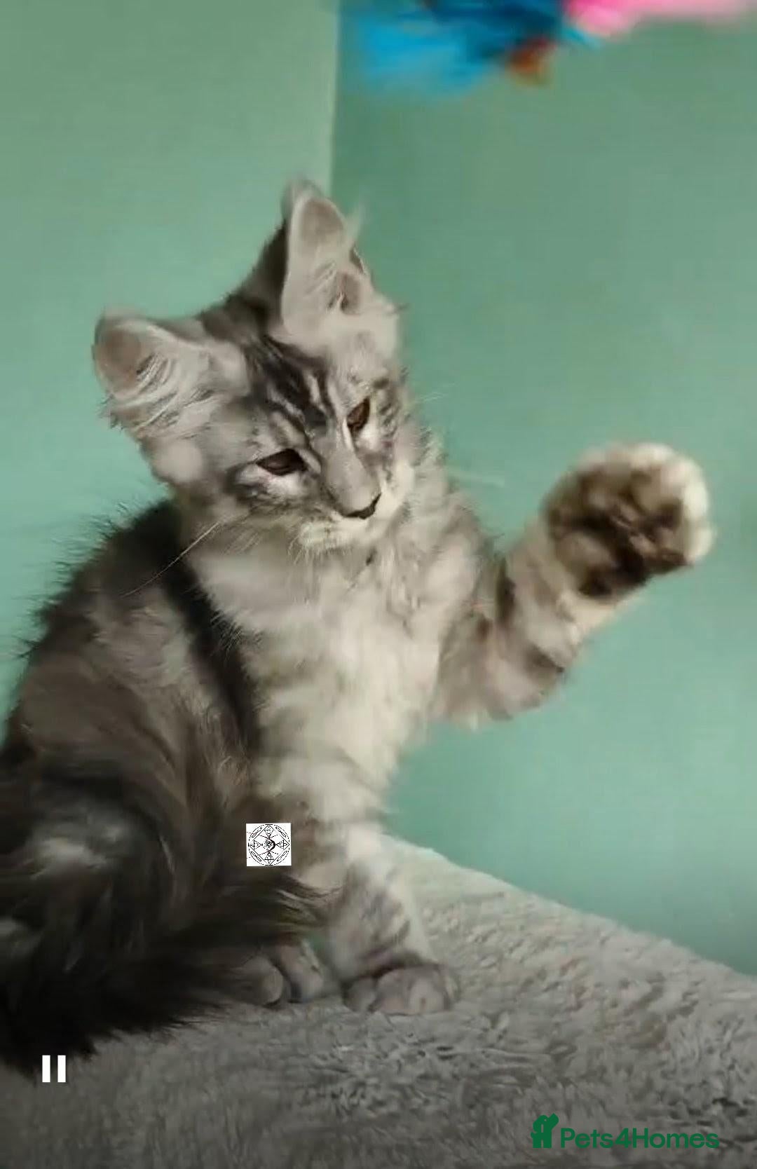Maine Coon cats  XXL kittens ready to leave 😻 ❤️ - Advert 2