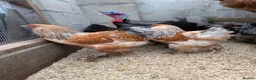 Chickens poultry for sale: Hatching Eggs🐣USA Bearded Silkies,Brahmas,Vorwerk - Advert 39