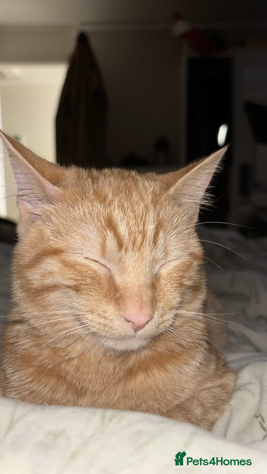 British Shorthair cats for sale: Simba  in St Albans - Advert 5