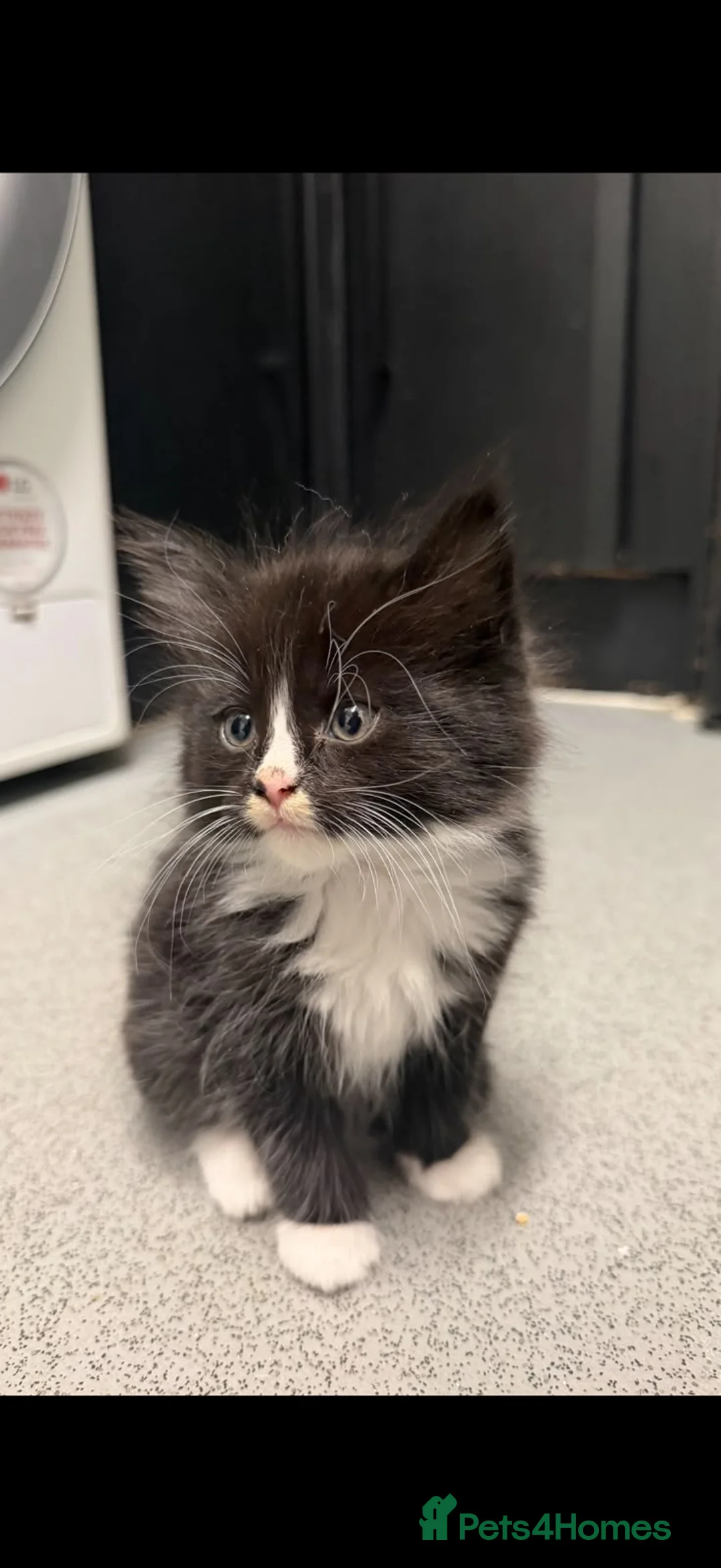 Mixed Breed cats for sale: Twin chocolate fluffys & 3 fluffy tuxedos🤍 - Advert 2