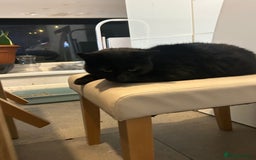 Mixed Breed cats for sale: 4 Loving Cats Seeking Forever Homes - Image 17