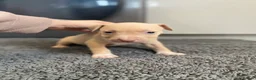 American Bully dogs for sale: ❗️READY TO LEAVE TODAY ❗️ - Advert 26