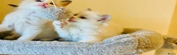 Ragdoll cats for sale: Pure Stunning Ragdoll Kittens  - Advert 4