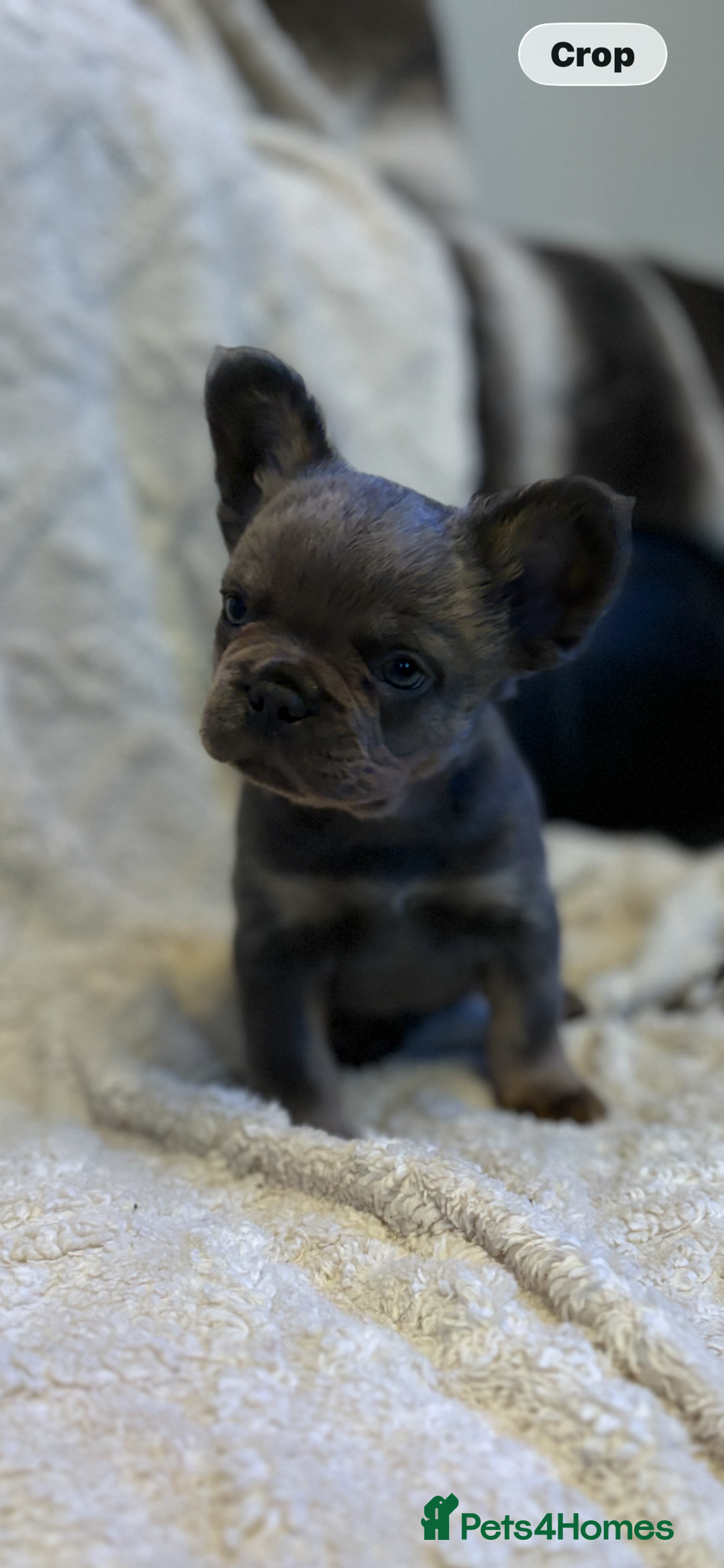 French Bulldog dogs for sale: Fluffy French Bulldog - Advert 4