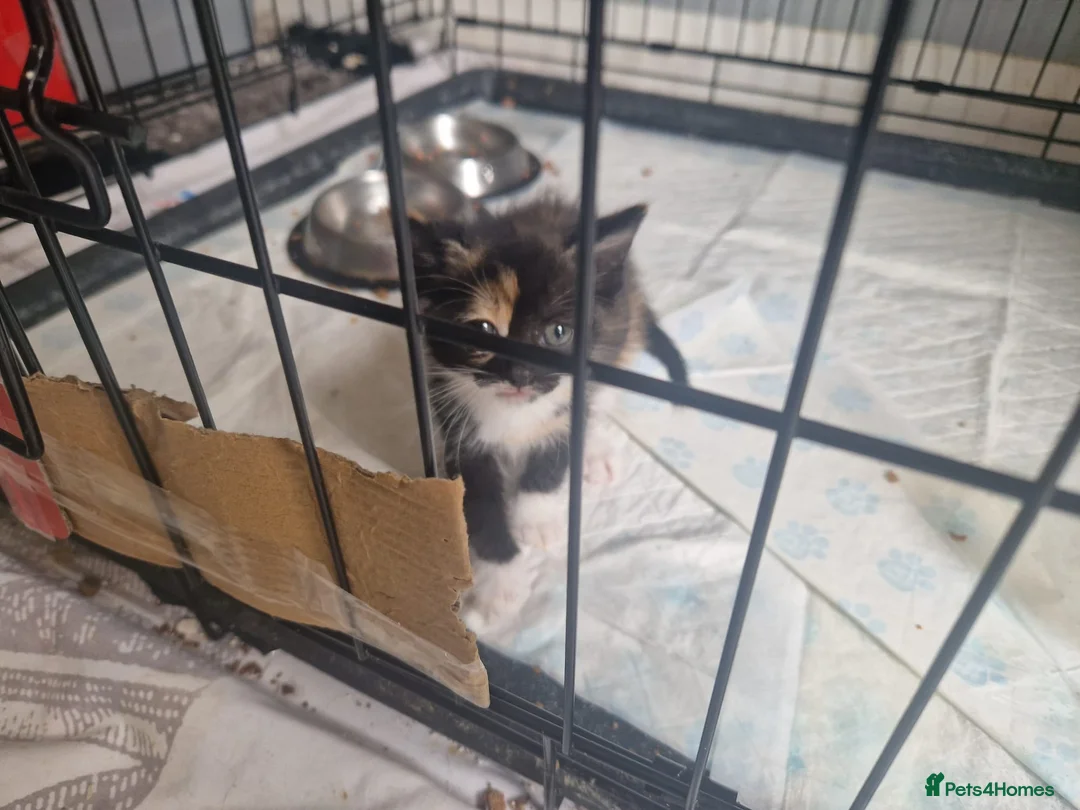 Mixed Breed cats for sale: 2 female kittens in Pontefract - Advert 2