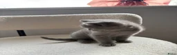 British Shorthair cats for sale: 💙Beautiful Blue British Shorthair Kitten💙 - Advert 7