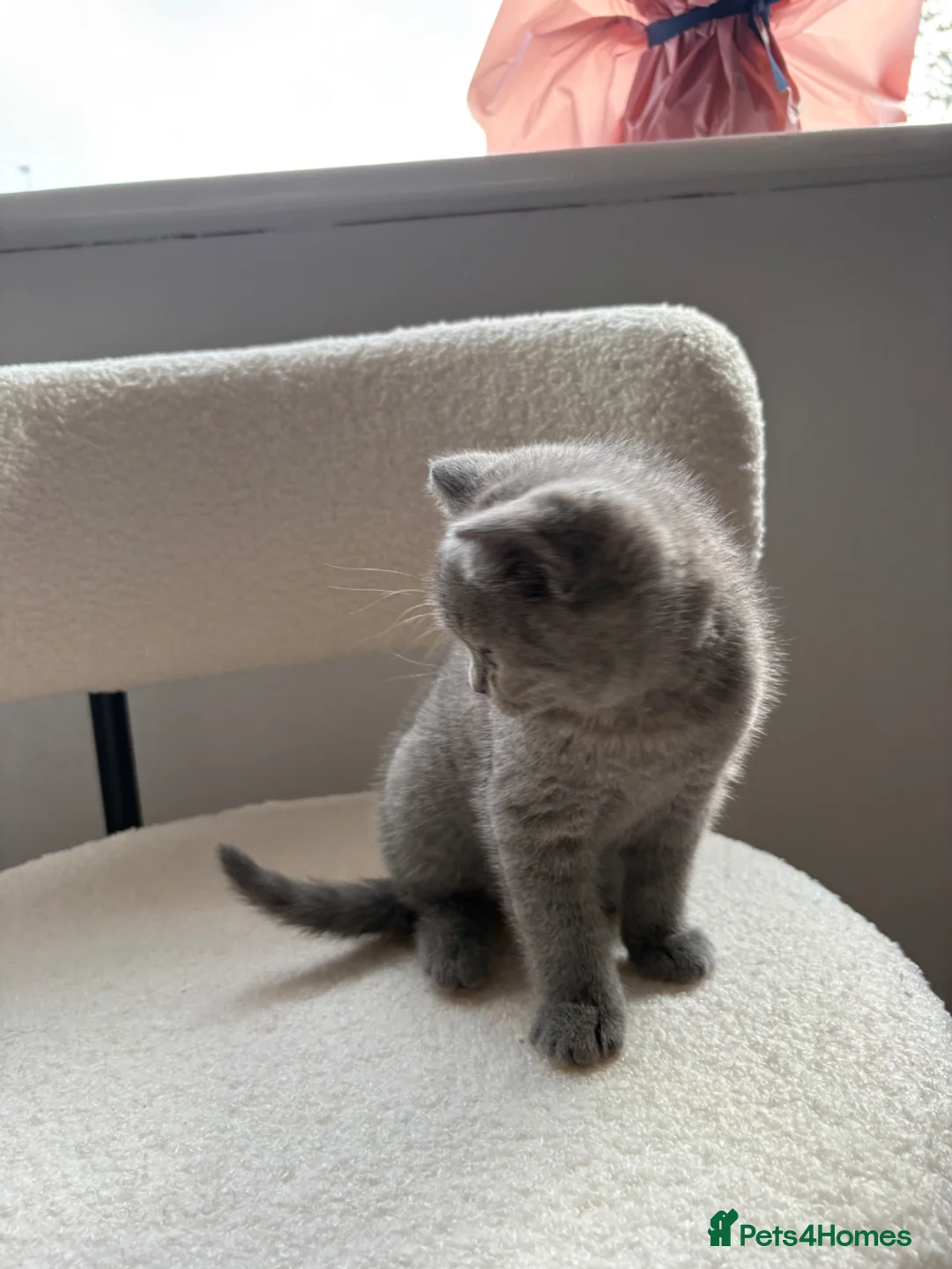 British Shorthair cats for sale: 💙Beautiful Blue British Shorthair Kitten💙 - Advert 7