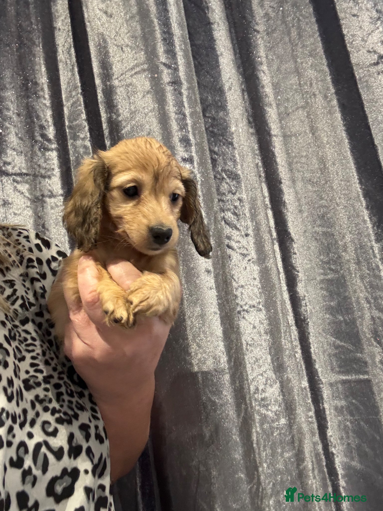 Dachshund dogs Longhaired cream amazing bloodline  - Advert 1