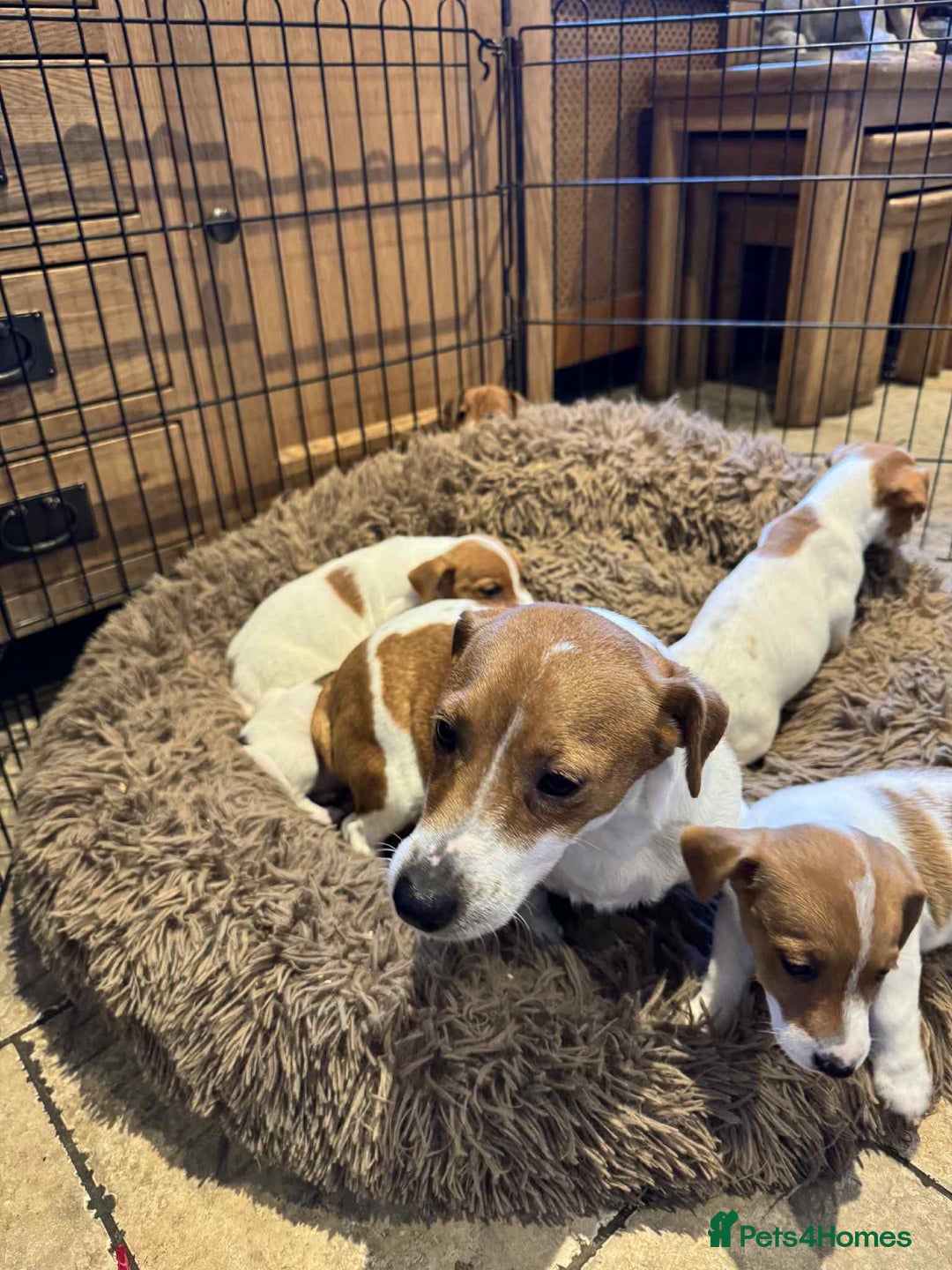 Jack Russell dogs for sale: Stunning litter of true short legged Jack russels  - Advert 5
