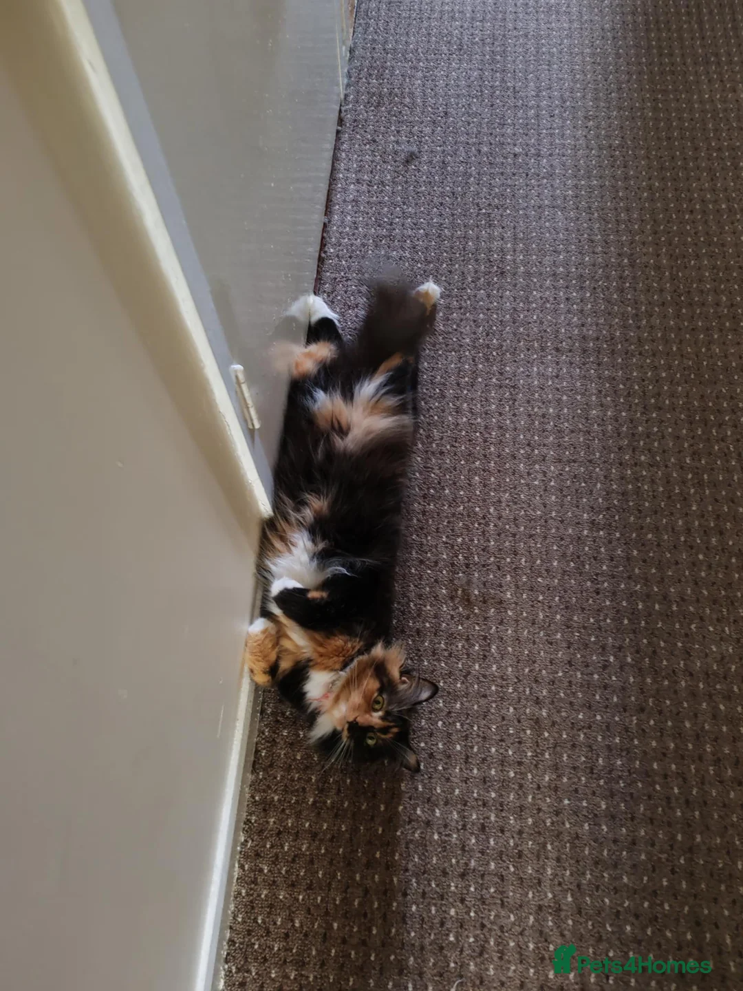 British Longhair cats for sale: Lovely kittens for sale in Bracknell - Advert 2