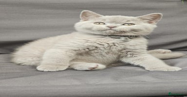 British Shorthair cats - Advert 7