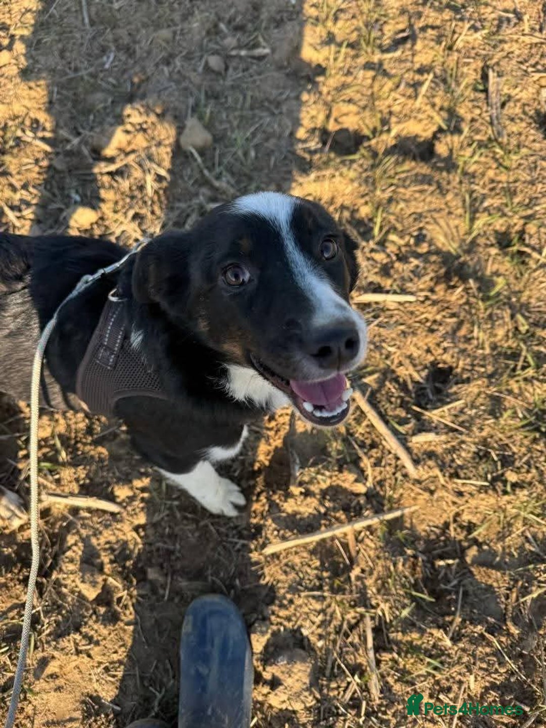 Mixed Breed dogs for adoption: Meet Monica, currently residing in Cheshire  - Image 7