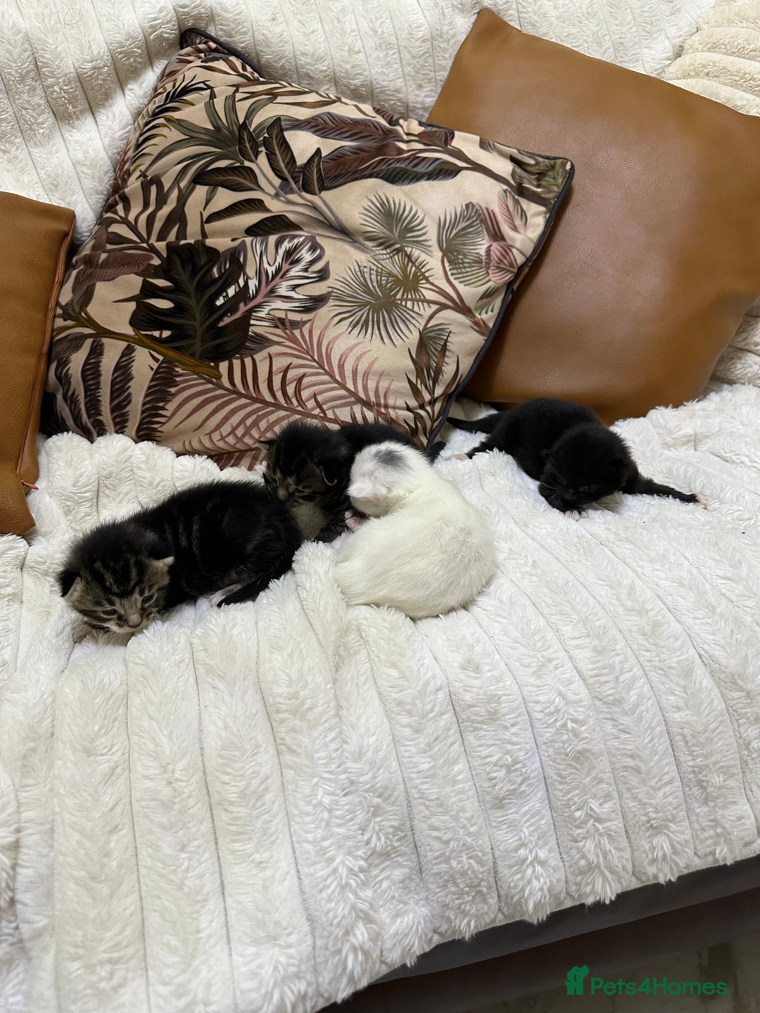 Russian Blue cats for sale: Russian blue and Turkish angora cross - Image 10