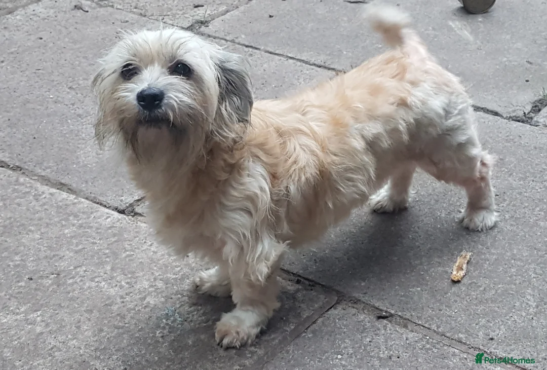 Mixed Breed dogs for sale: Shih tzu cross Pug puppies - Advert 7