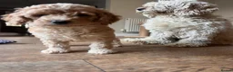 Cockapoo dogs for sale: Outstanding cockapoo puppies  - Advert 23