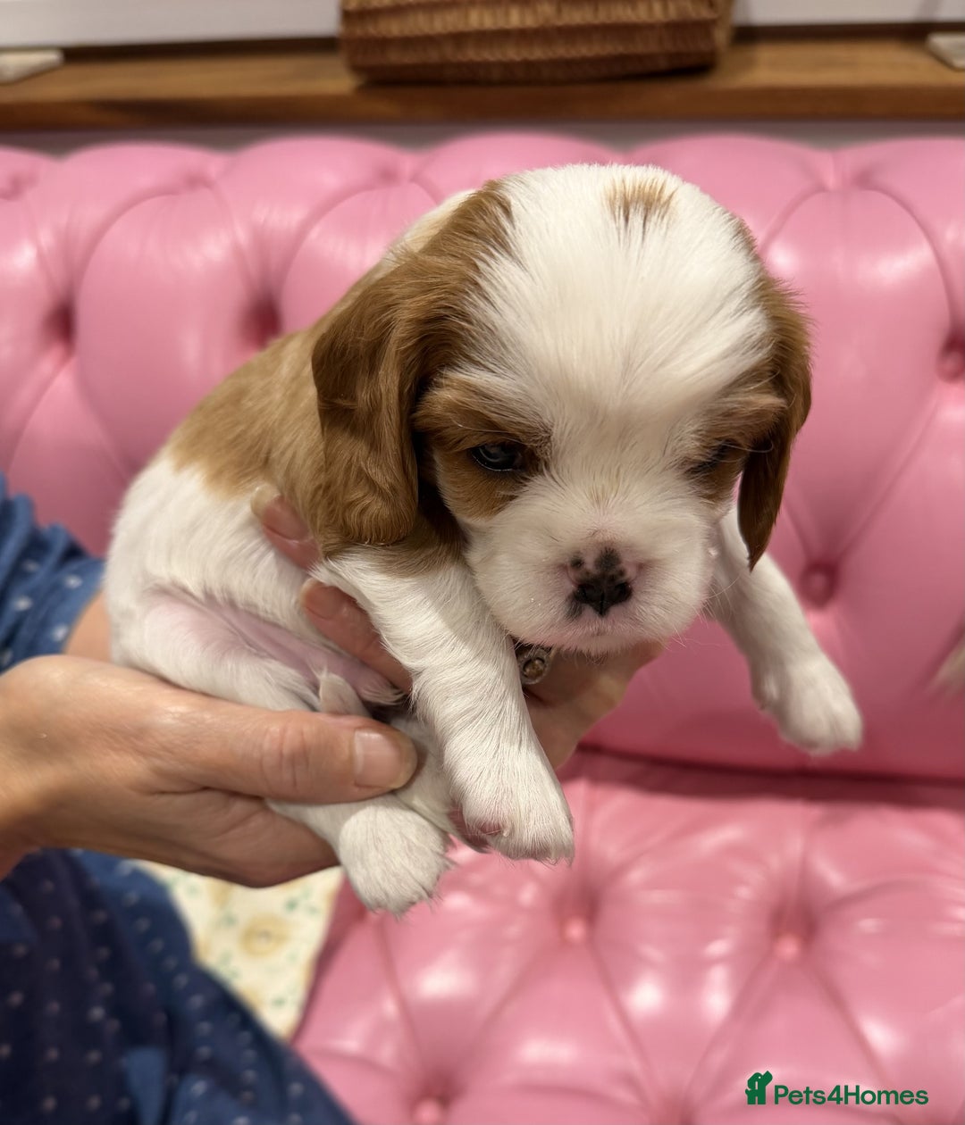 Cavalier King Charles Spaniel dogs for sale: Cavalier King Charles Spaniel puppies - Advert 6
