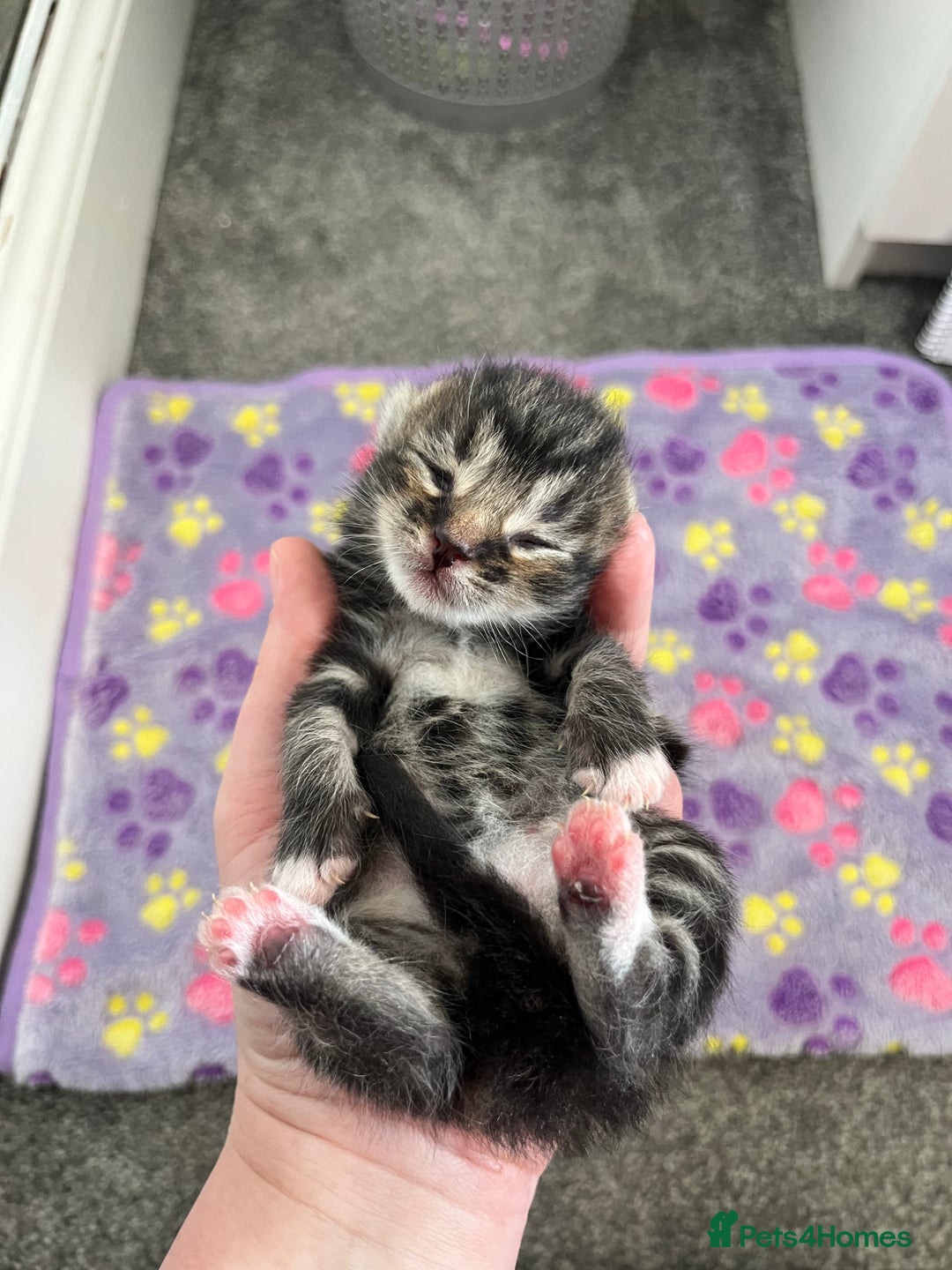 British Longhair cats for sale: 2 beautiful boys 💙💙 - Image 3