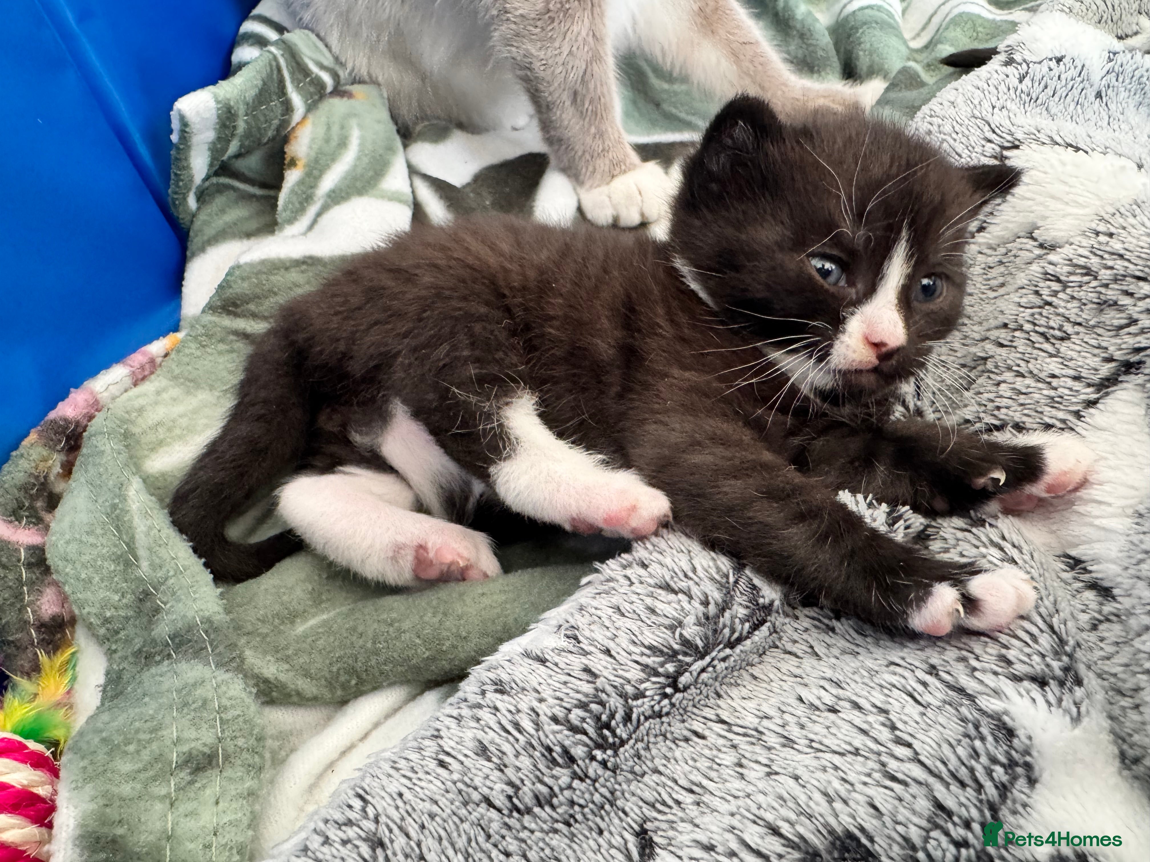 Siamese cats Siamese stunners  - Advert 2