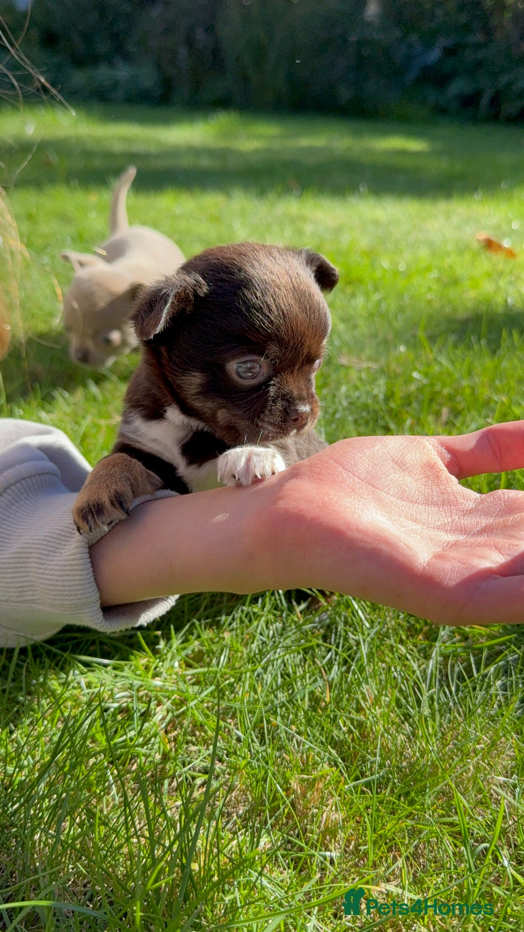 Chihuahua dogs for sale: Chihuahua Boys Short Haired  - Image 5