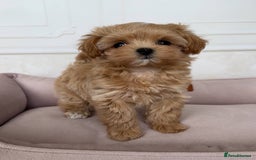 Maltipoo dogs for sale: Beautiful Maltipoo puppies for sale  - Image 6