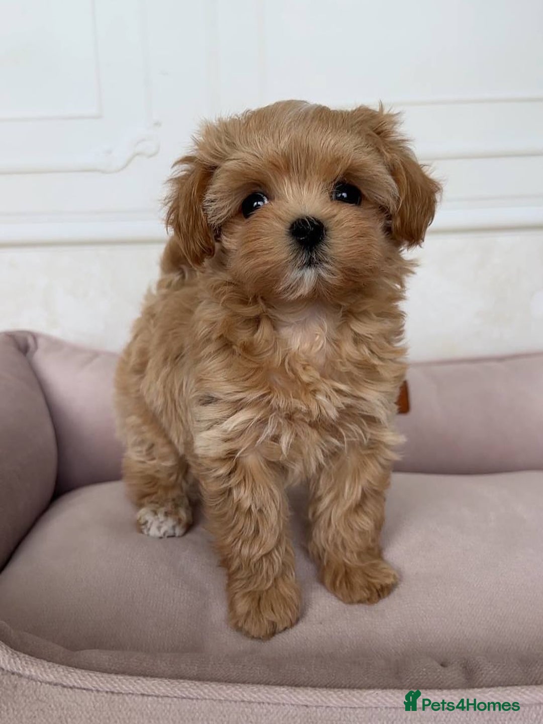 Maltipoo dogs for sale: Beautiful Maltipoo puppies for sale  - Image 6