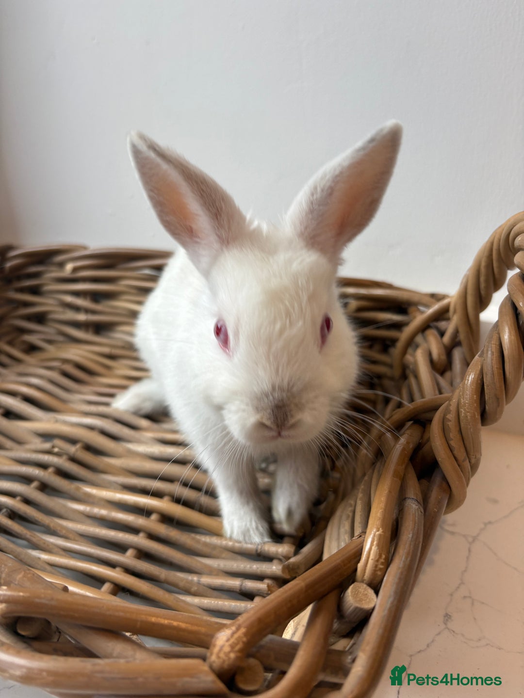 Netherland Dwarf rabbits for sale: 3x boy baby bunnies for sale  - Image 11