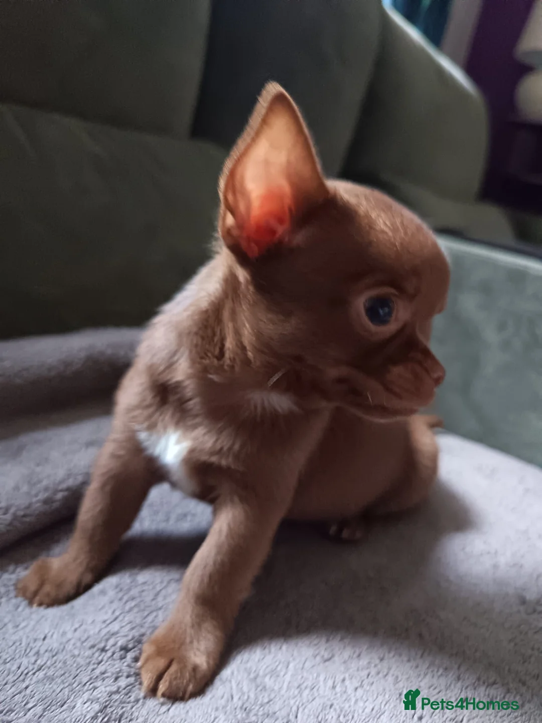 Chihuahua dogs for sale: Pedigree chihuahua puppies two girls one boy  in Cambridge - Advert 12