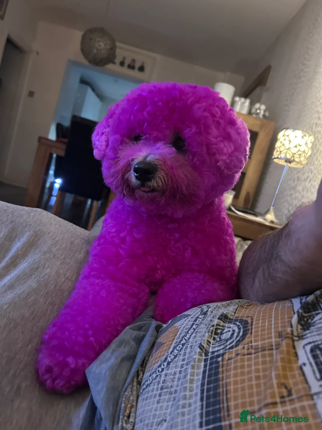 Bichon Frise dogs for stud: Bichon Frise *for stud only* in Hoddesdon - Advert 26