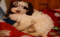 Cockapoo dogs for sale: Show Cockapoo Puppies Homebred Domestic Licence - Image 6