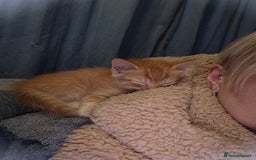 Mixed Breed cats for sale: 4 BEAUTIFUL KITTENS  - Image 2