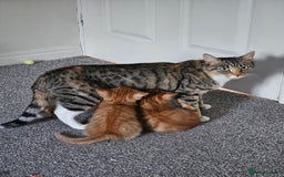Domestic Shorthair cats for sale: Two ginger brothers  - Image 4