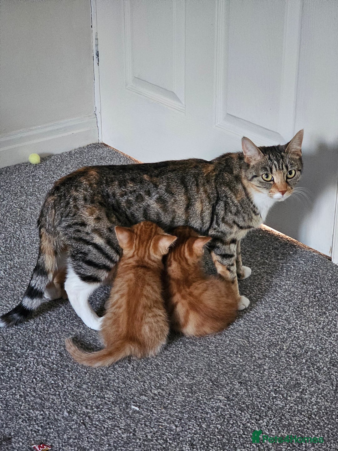 Domestic Shorthair cats for sale: Two ginger brothers  - Image 4