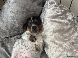 Jack Russell dogs Jack Russell puppies - Advert 1