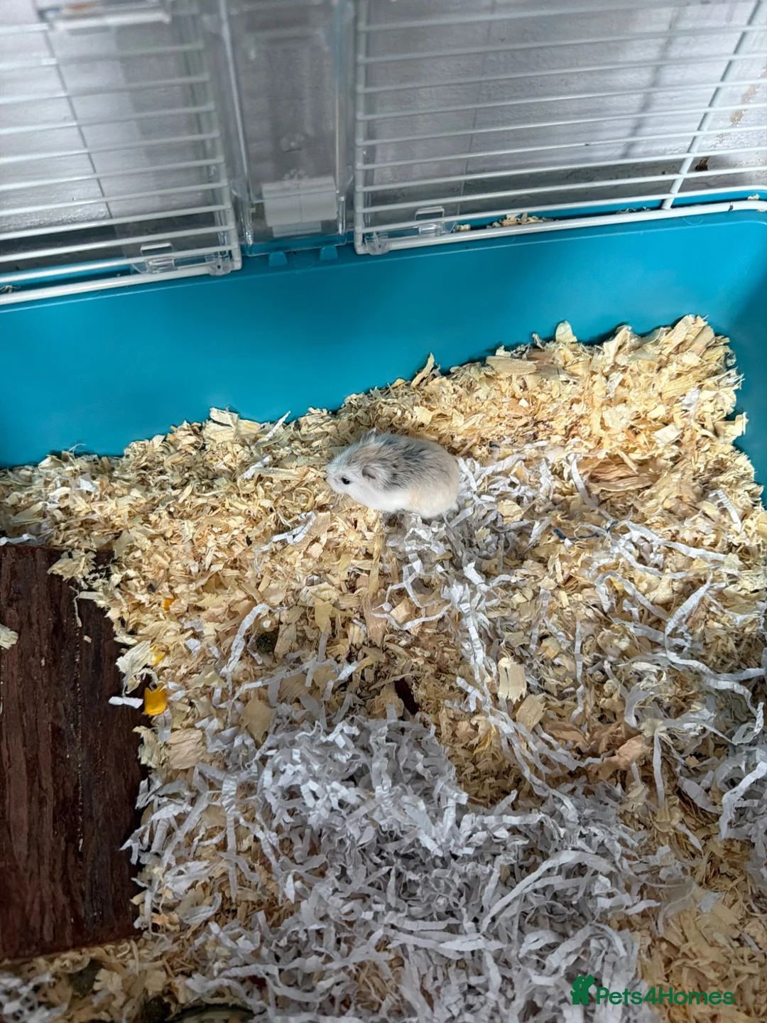 Hamster rodents for sale: Dwarf hamster  in Hounslow - Advert 1