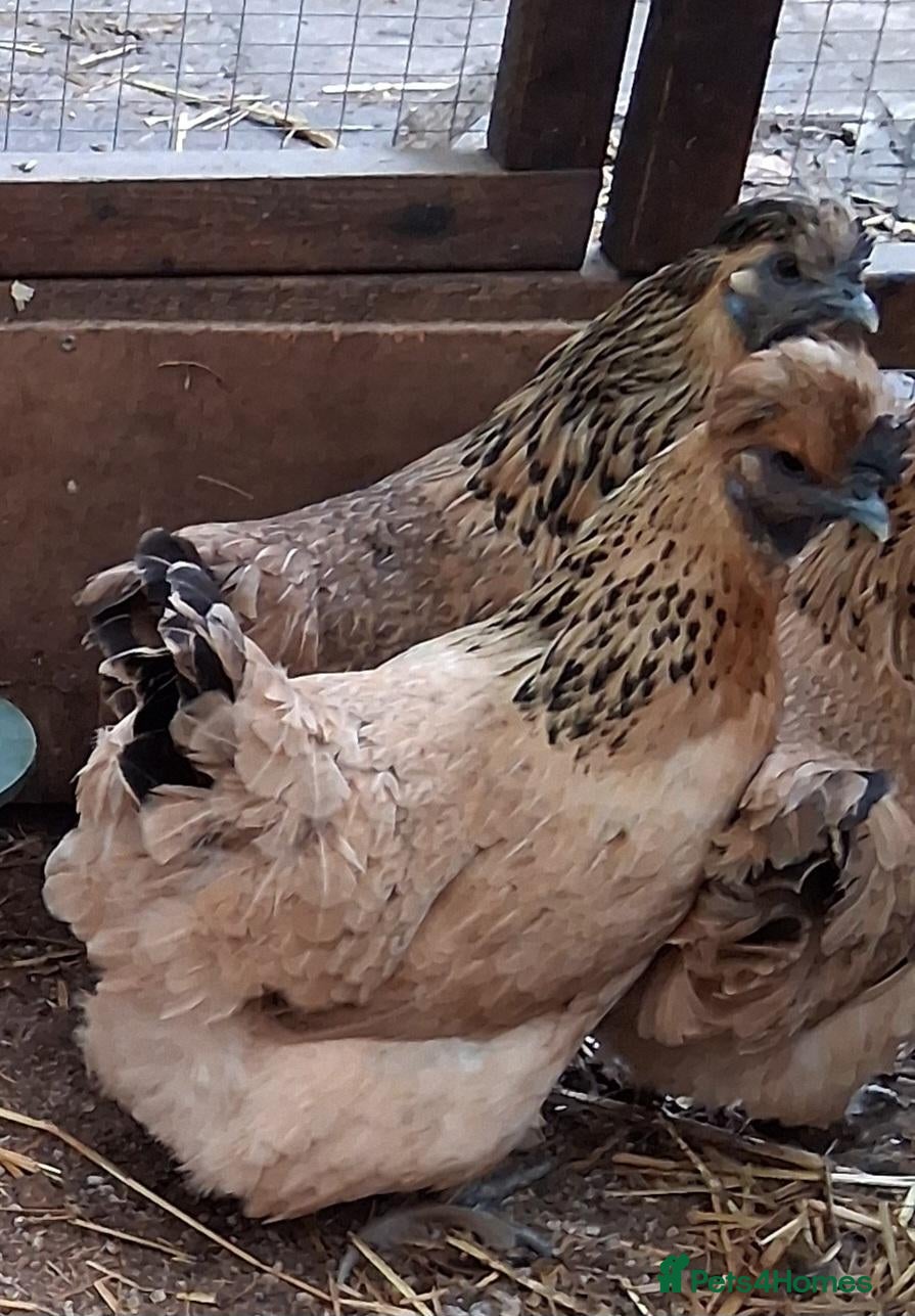 Chickens poultry Goldtops broody hens - Advert 2