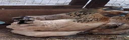 Chickens poultry for sale: Goldtops broody hens - Advert 2