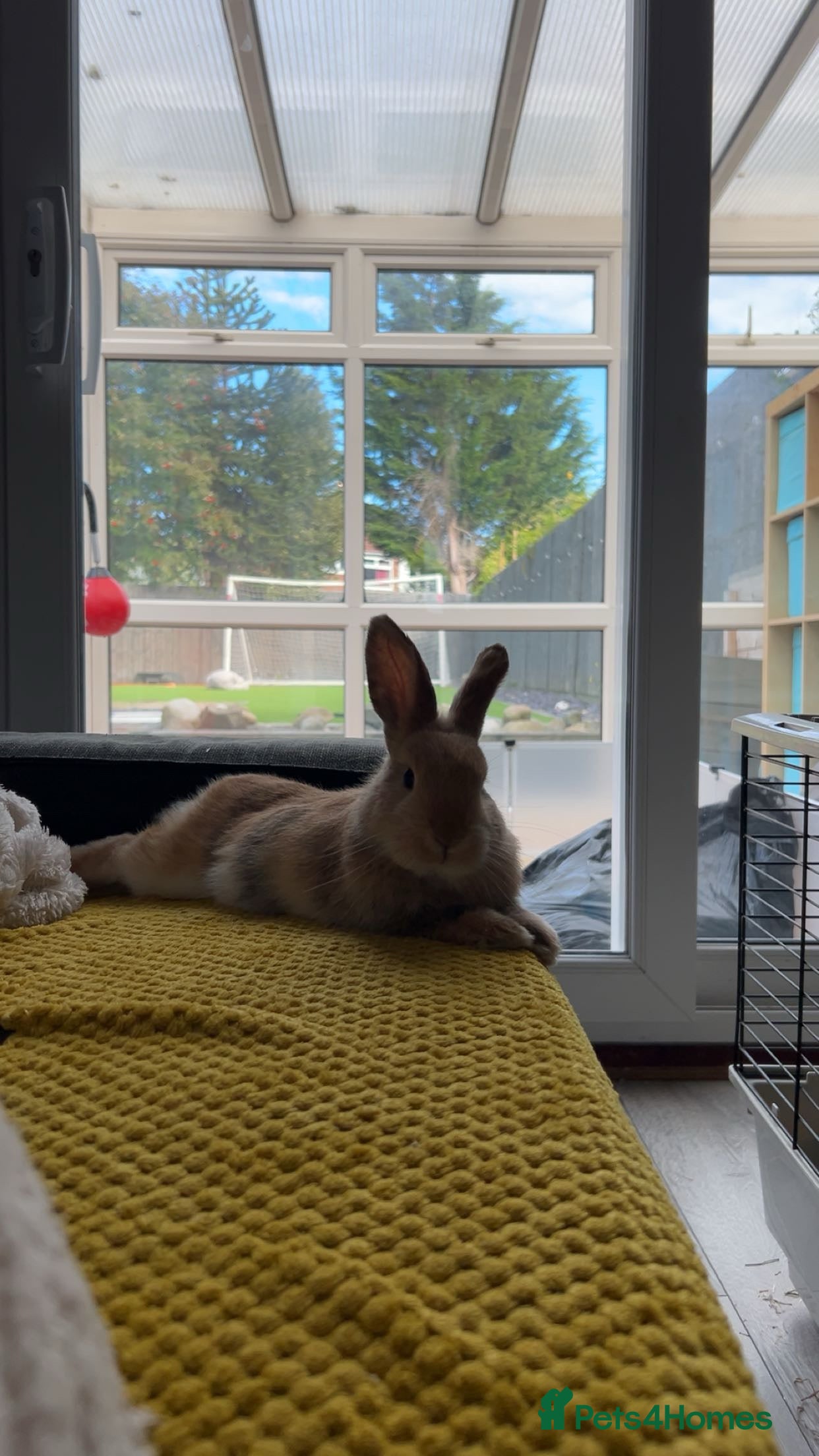 Mini Lop rabbits 7 and 1/2 month old male mini lop  - Advert 2