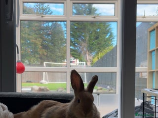 Mini Lop rabbits 7 and 1/2 month old male mini lop - Advert 2