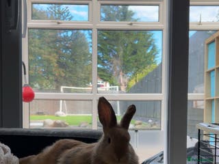 Mini Lop rabbits 7 and 1/2 month old male mini lop - Advert 3