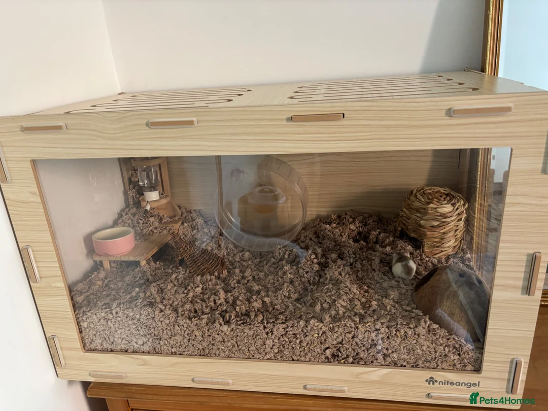 Hamster rodents for sale: Robrovski hamster with cage & accessories  in Sheffield - Advert 3
