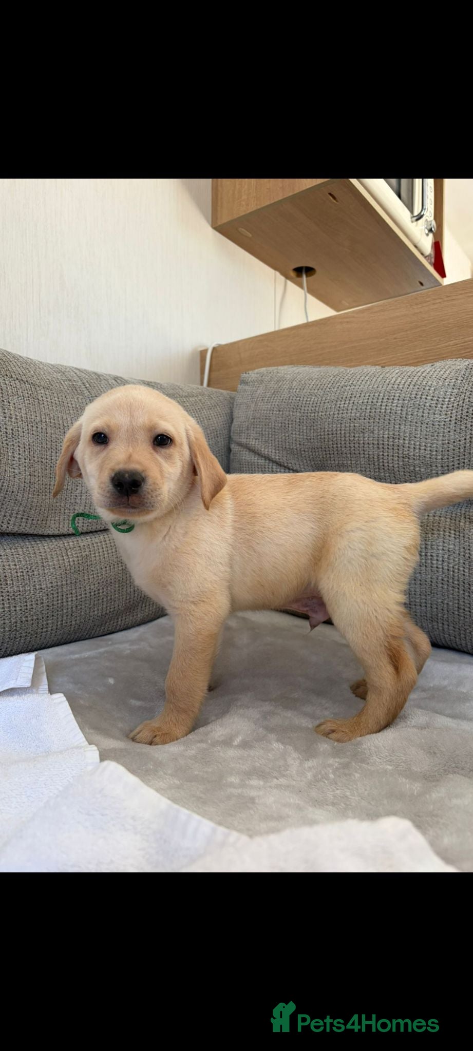 Golden Retriever dogs Labrador puppies  - Advert 13