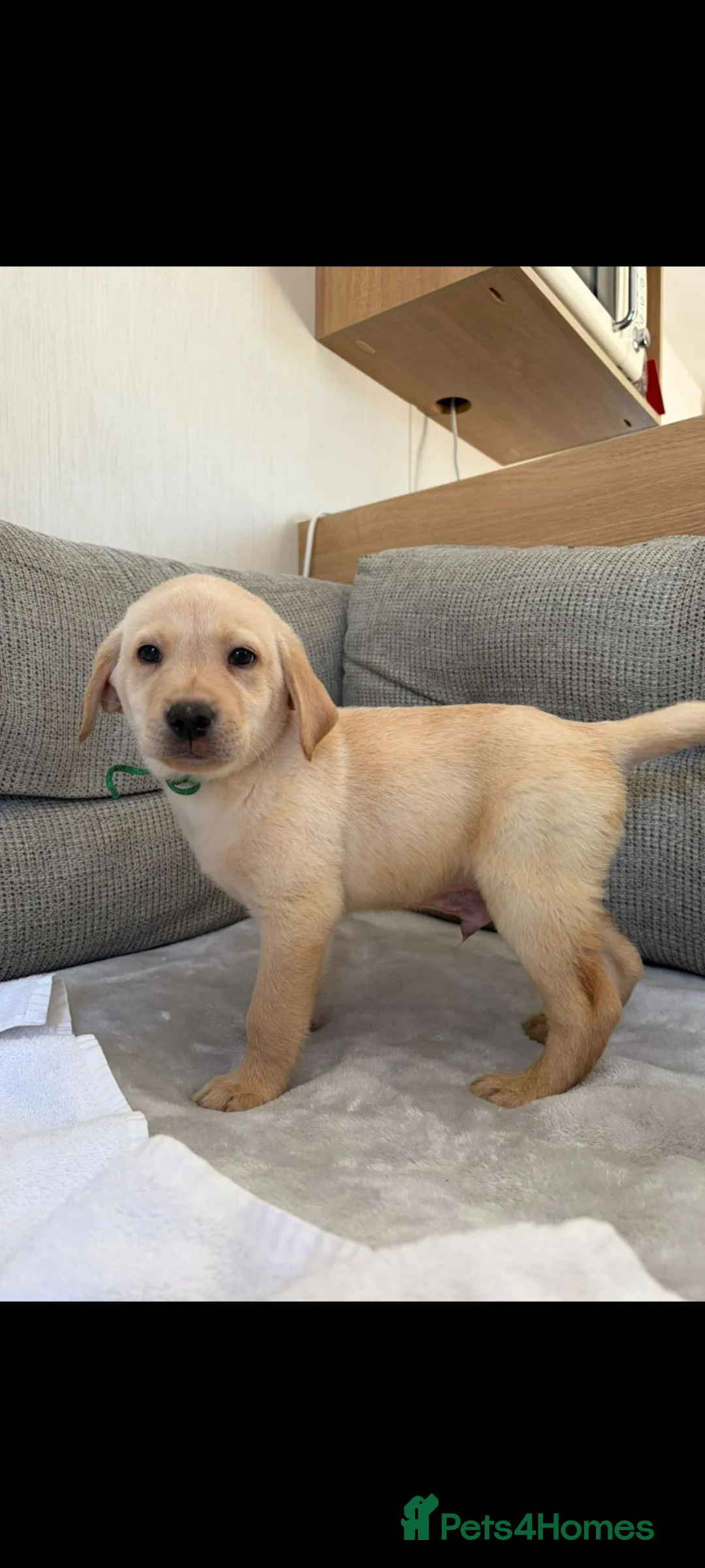 Golden Retriever dogs for sale: Labrador puppies one girl left £800 - Advert 1
